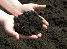 black cotton soil